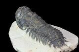 Bargain, Crotalocephalina Trilobite Fossil #67878-2